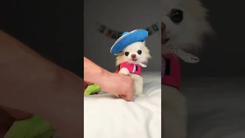 Do adorable puppy...Rate this cuteness out of 10.... #shorts