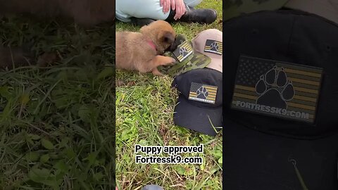 Puppy approved Tactical hats now live on the store at fortressk9.com. #malinois #bitework