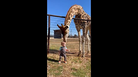Funny animals