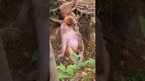 Monkey ❤😘 #videos #funnyvideo