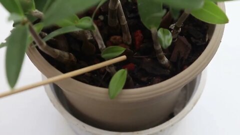 Dendrobium kingianum propagation update