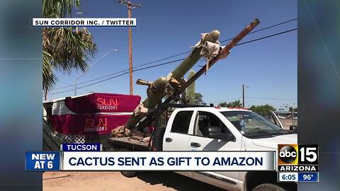 Arizona company sends cactus to Amazon CEO