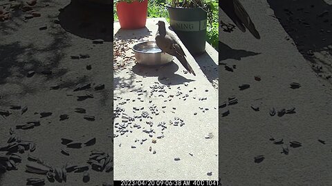 The Mourning Dove Is Thirsty! 🐦