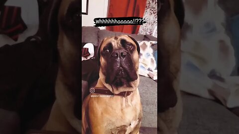 That's crazy! #cute #bullmastiff #puppy #shorts #afv #babydog #videooftheday #adorable #dogoftheday