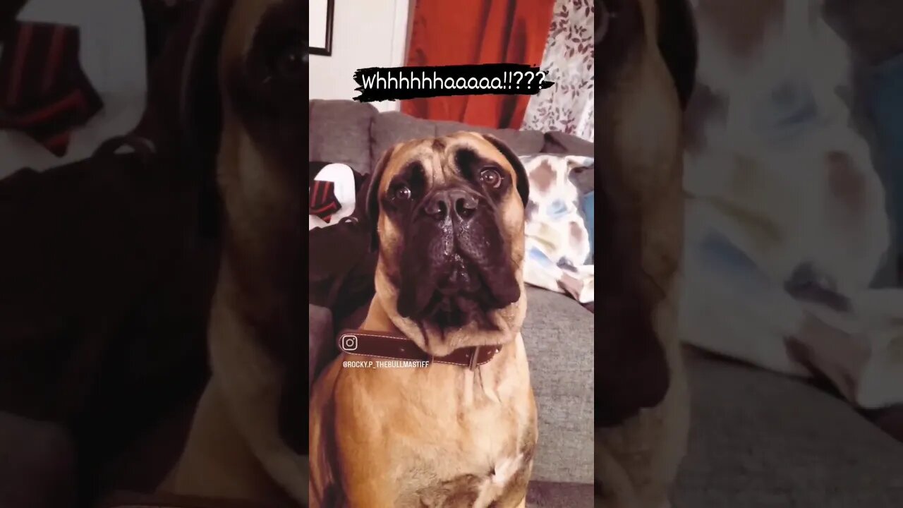 That's crazy! #cute #bullmastiff #puppy #shorts #afv #babydog #videooftheday #adorable #dogoftheday