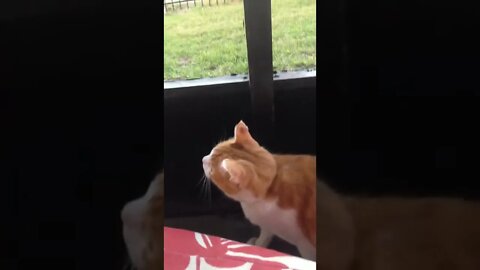Smithers and his squirrel friend