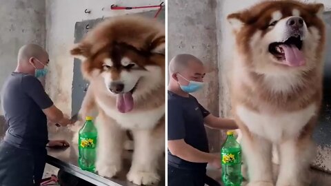 Dog funny | Dog Cute Videos | Dog Funny Videos