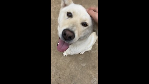 A puppy that's cute enough to regret if you don't see it