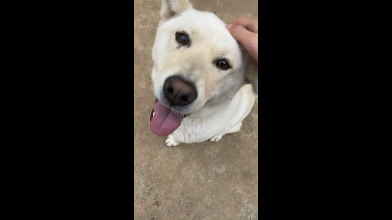 A puppy that's cute enough to regret if you don't see it