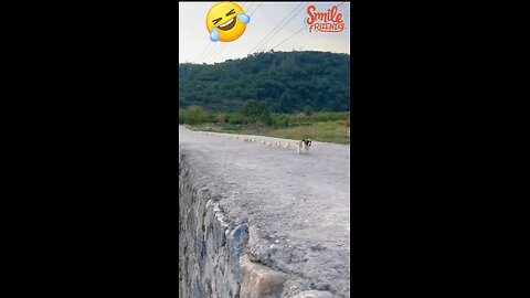 New Funny Videos 2024 😍 Funniest Cats & Dogs Videos🐶😹