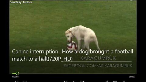 Amazing dog football match