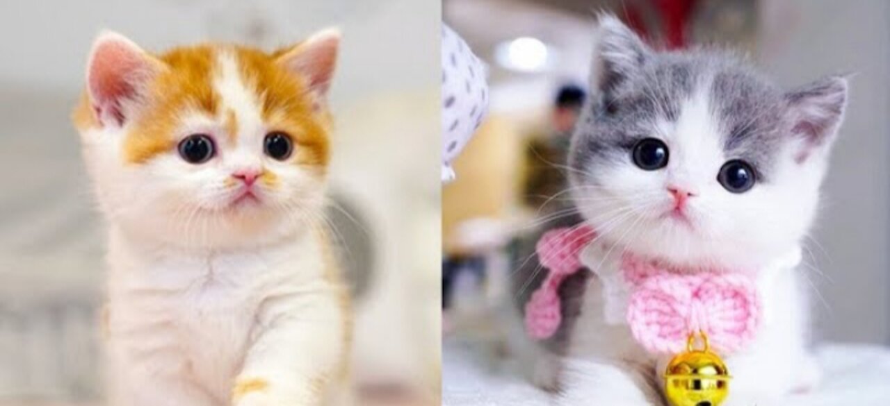 Baby Cats - Cute and Funny Cat Videos Compilation |