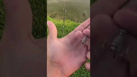 How do I use this Catfish BAIT?!?