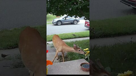The Young Male Deer Gets Closer To The Camera! 🦌