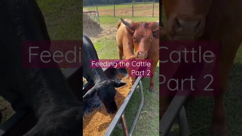 Feeding the Cattle, Part 2 #shorts #cattle #cow #cows