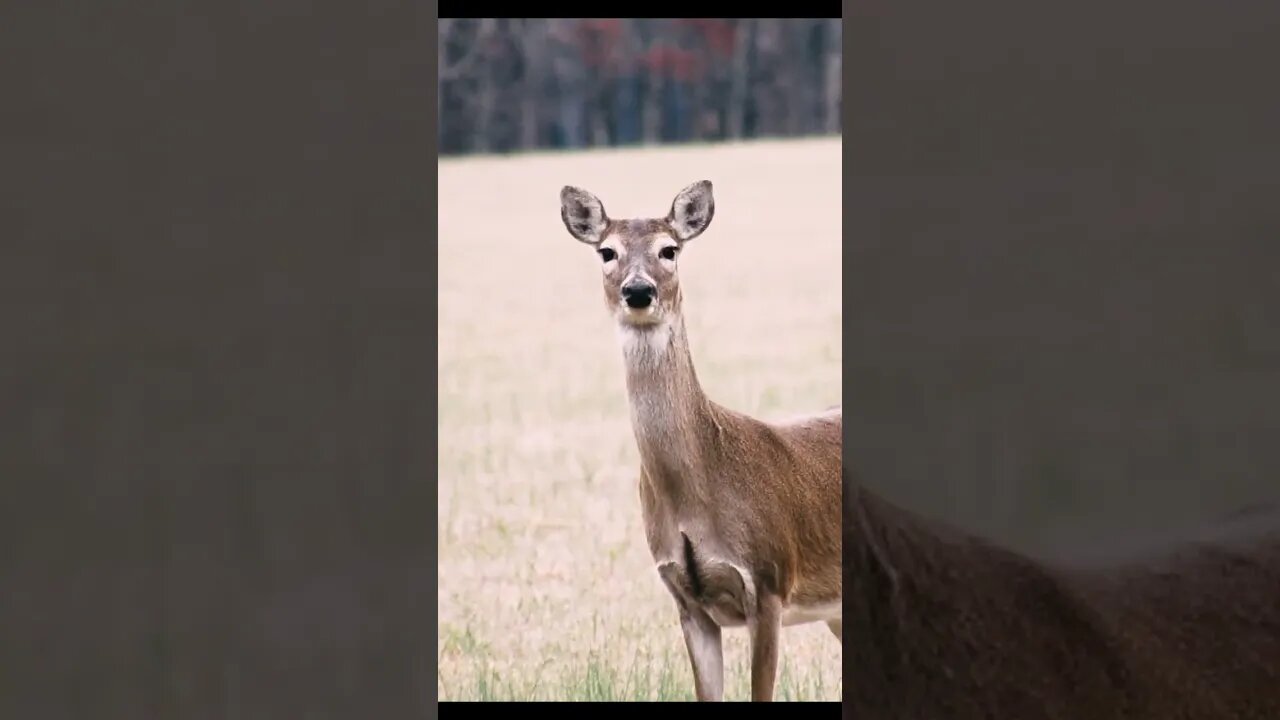 Deer discovers me