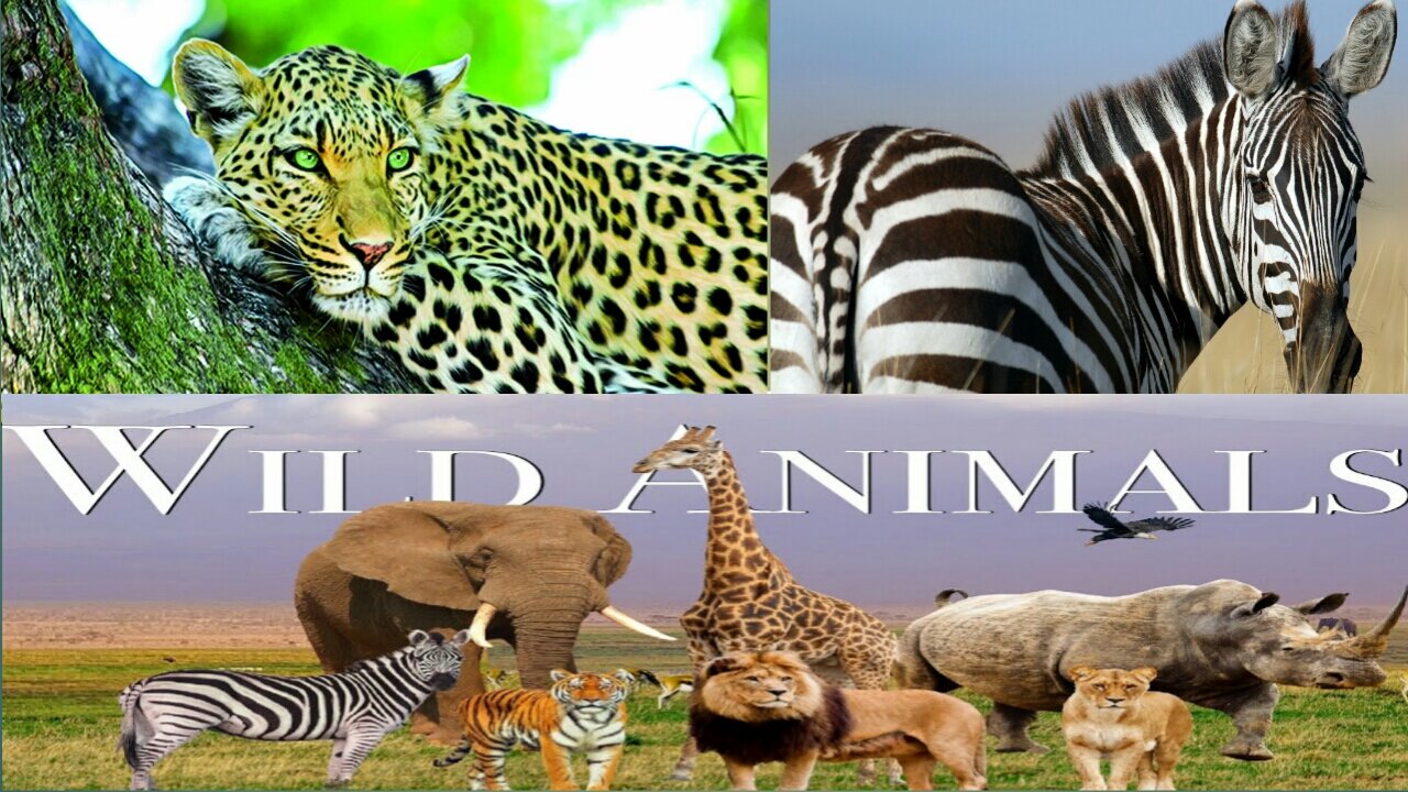 Enter the savage Kingdom:Ultimate predators