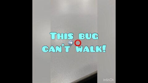 This bug can’t walk!