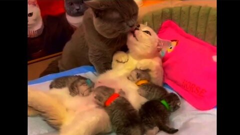 "Animals - A Source of Laughter: The Funniest Animal Moments"