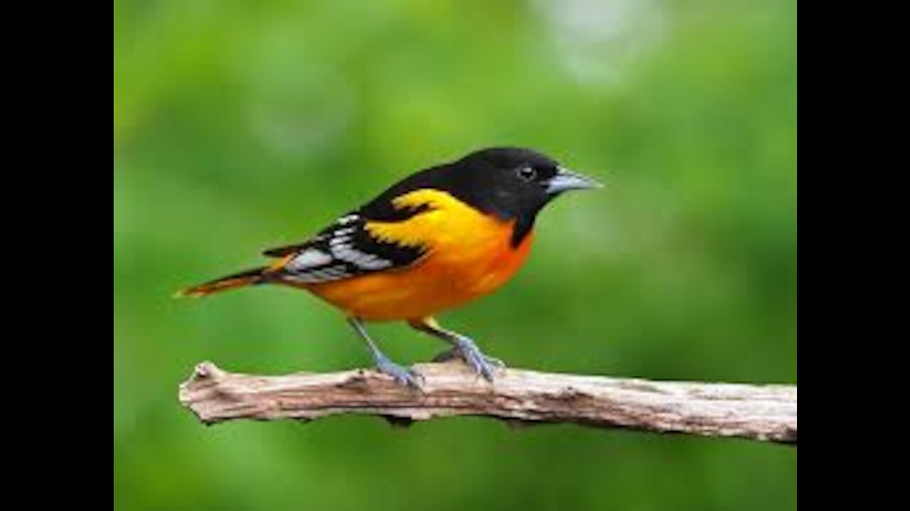 Beautiful Animals and birds.