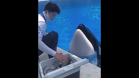 Dolphin Feeding Time❤️