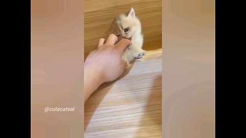 Baby Cute Cats - Cute and Funny Cat Videos Compilation | Aww Animals #cute #cats #catfunny