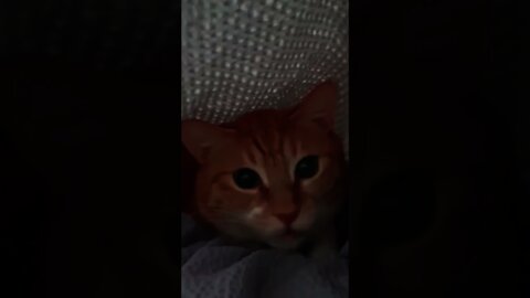 Kucing Bersembunyi Di Balik Selimbut
