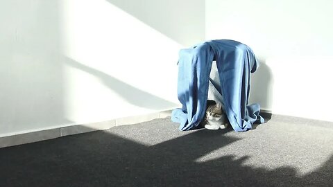 I Made a Tent for the Cat