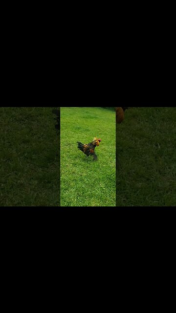 Guardian the Black Copper Maran #homesteading #chickens #chickenlife #rooster