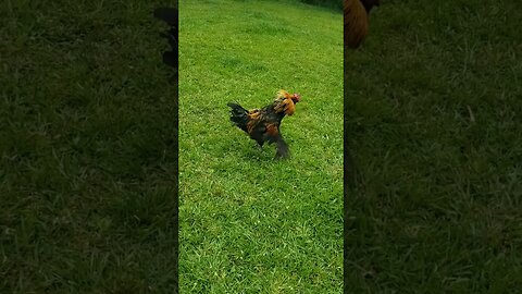 Guardian the Black Copper Maran #homesteading #chickens #chickenlife #rooster