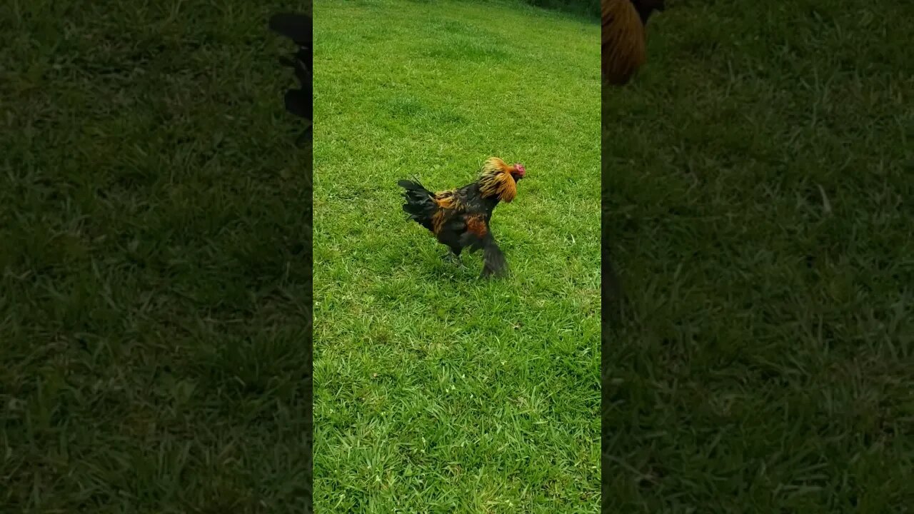 Guardian the Black Copper Maran #homesteading #chickens #chickenlife #rooster