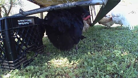 More Time With The Hens
