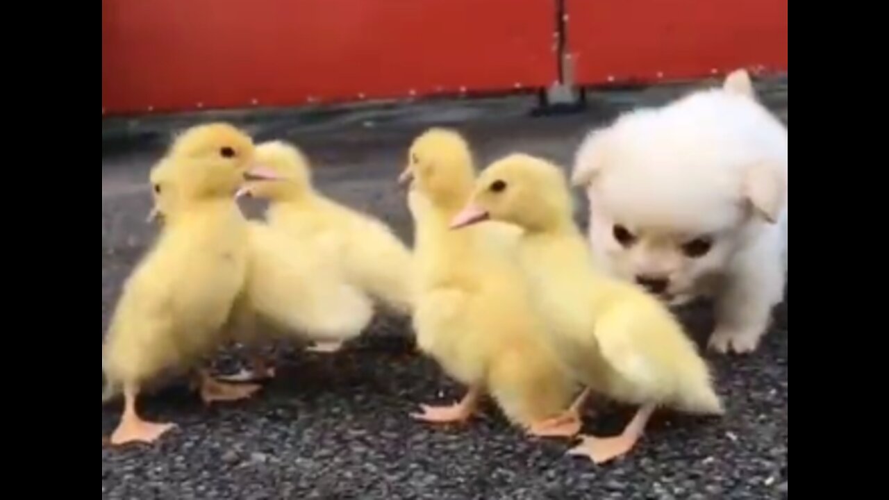 A dog and a flock of yellow ducks