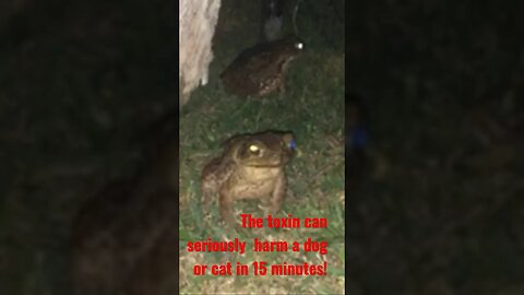 Cane Toad Warning! ☠️ What to do if your dog bites or licks one! #bonus