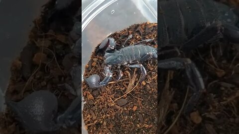 new pet scorpion and spice built sperm web