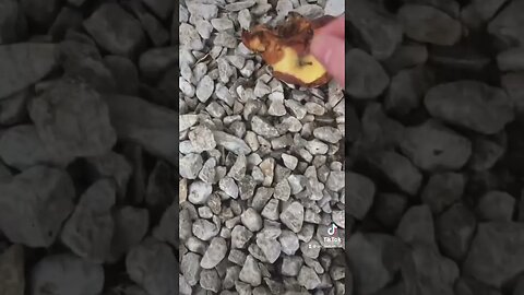 Catching honey bees 🐝 by hand