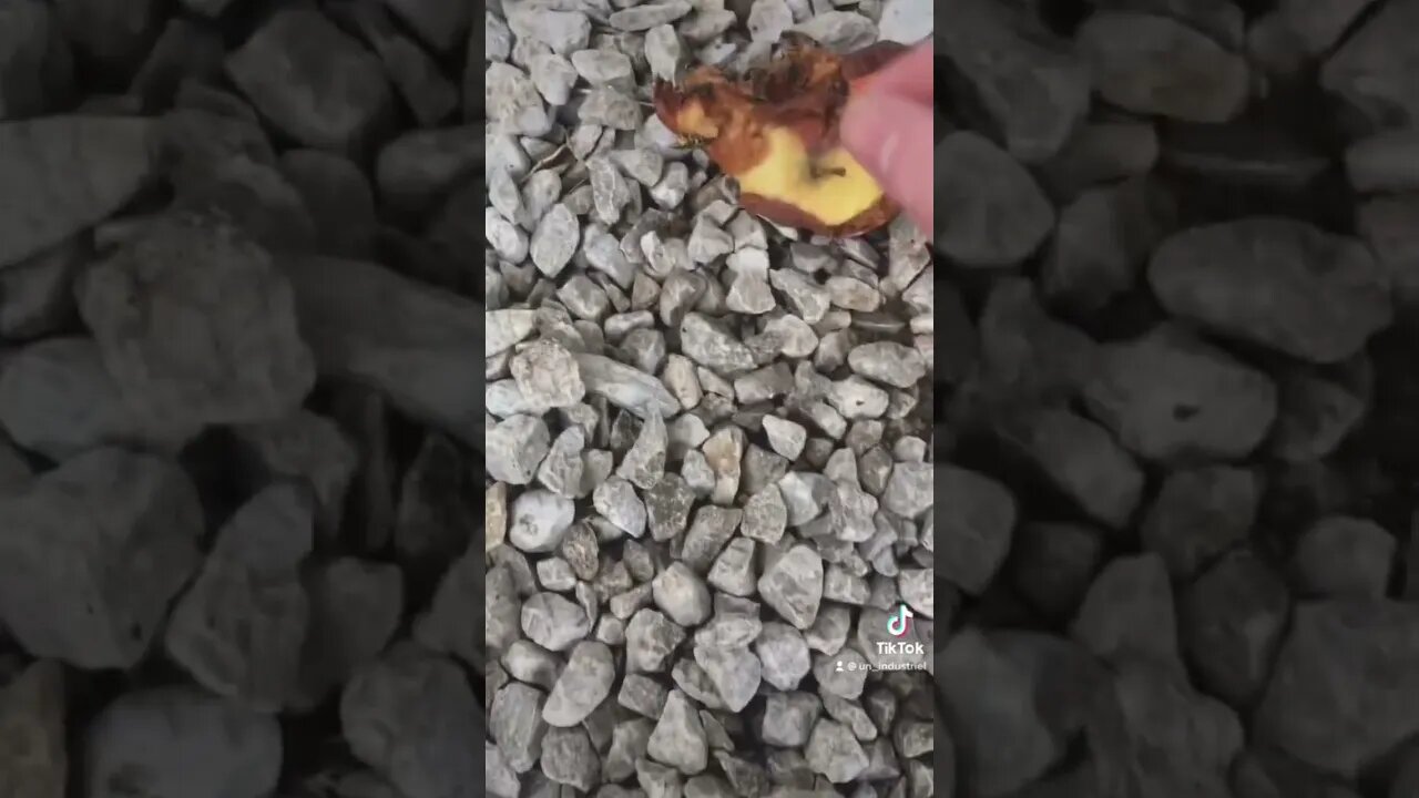 Catching honey bees 🐝 by hand