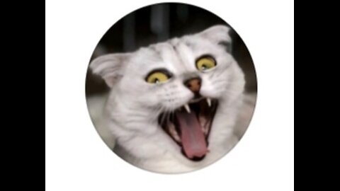 cute cat 🐱
