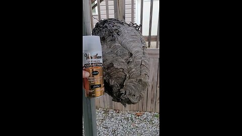 Preserving a Hornet's Nest!