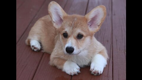 Puppy training!