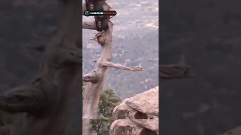 Eagle Attitude Status 😱 #shorts