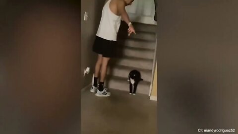 Super FUNNY CAT And THEIR OWNER VIDEOS!