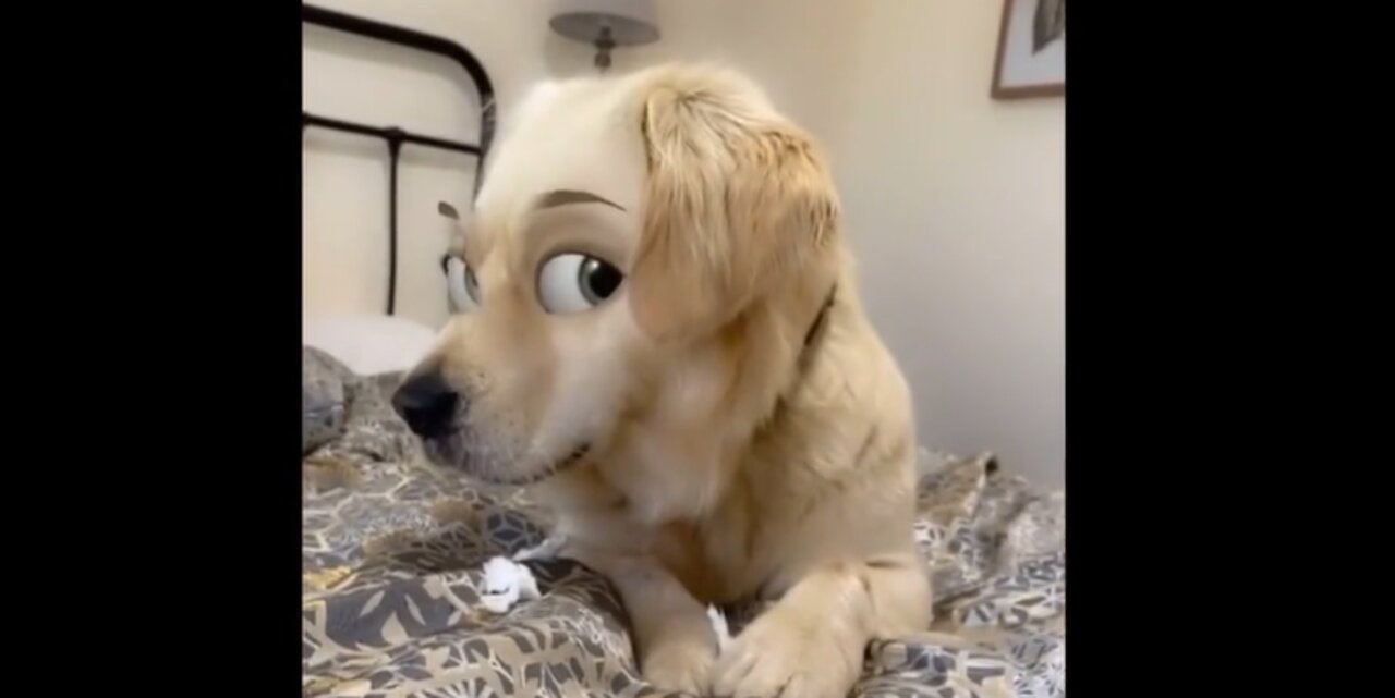 this filter fits perfectly on pet dog..looks very cute (funny pets video clips)