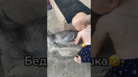 #shorts Смешные Коты Из Тик Тока 142 Funny Cats From Tiktok