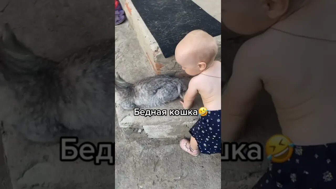 #shorts Смешные Коты Из Тик Тока 142 Funny Cats From Tiktok