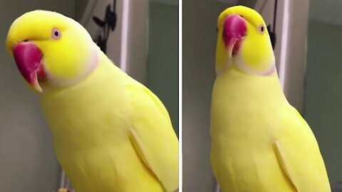 Cute baby animals Videos [Ep7]