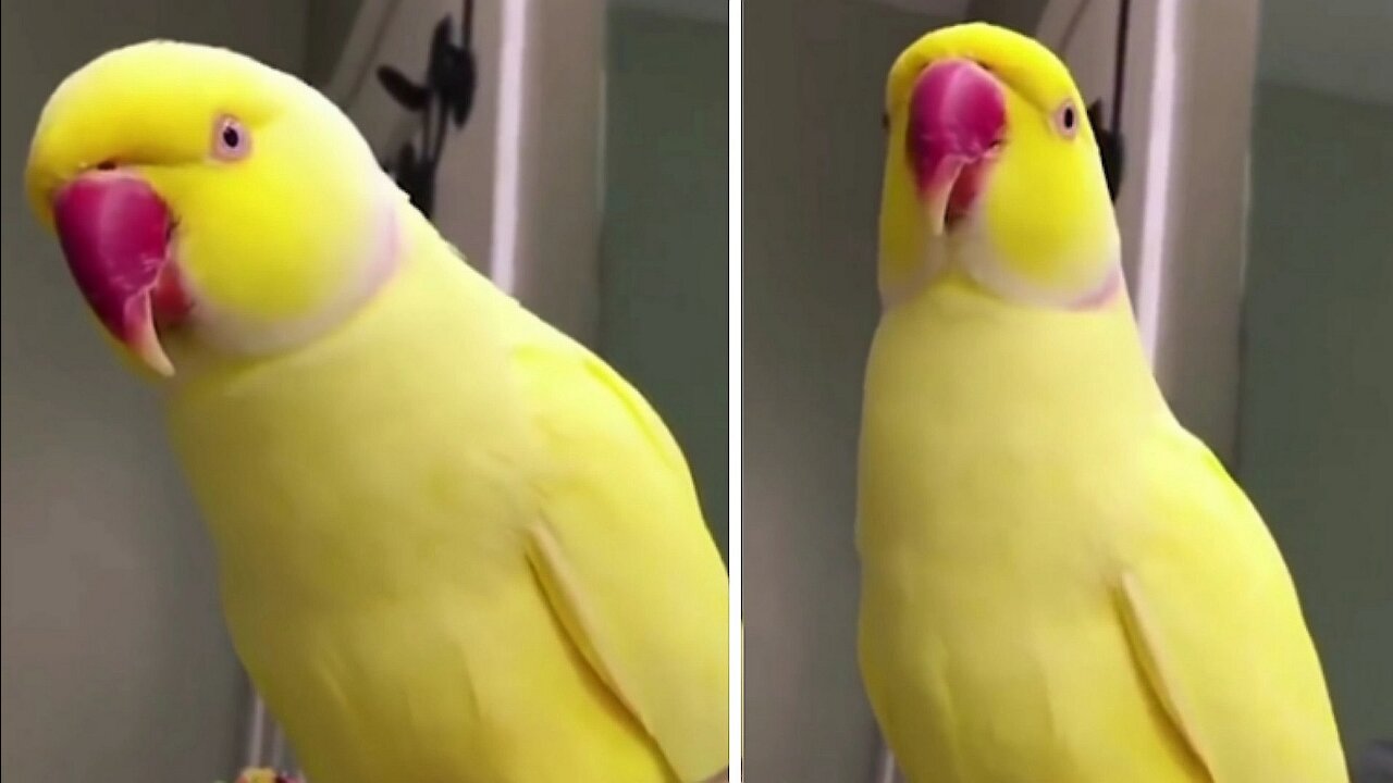 Cute baby animals Videos [Ep7]