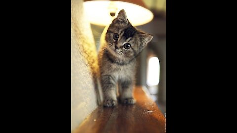 My feisty cats , funny