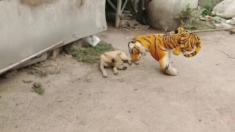 Funny prank for dog with fake tiger
