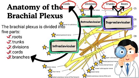 Brachial Plexus and its Branches |Nerve Supply of Upper Limb | Innervation of Arm, Forearm and Hand